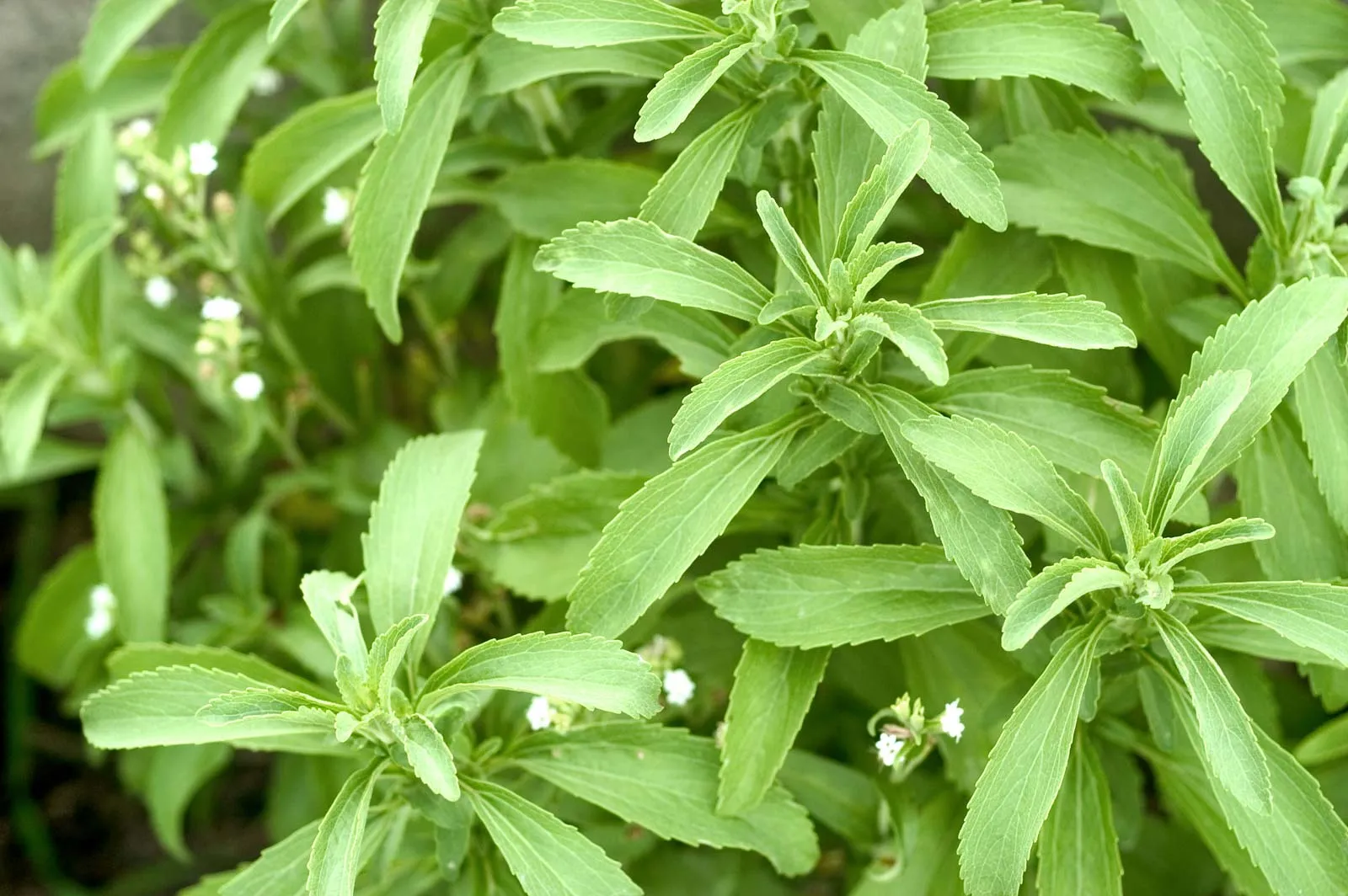 Is Stevia Safe? Benefits, Side Effects & Usage Guide (Complete Guide)